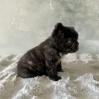 Male, Black Fluffy Big Rope, a male French Bulldog for sale in Houston, TX – Photo 6 of 9