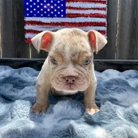 Female, Lilac Tri Merle, a female English Bulldog for sale in Houston, TX – 2 of 5