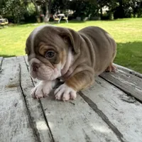 Male, Choco Tri, a male English Bulldog for sale in Houston, TX – 7 of 8