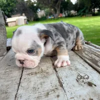 Female, Blue Tri Merle, a female English Bulldog for sale in Houston, TX – 2 of 7