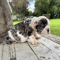 Male, Black Tri Merle, a male English Bulldog for sale in Houston, TX – 3 of 8