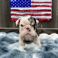 Male, Black Tri Merle, a male English Bulldog for sale in Houston, TX – 5 of 8