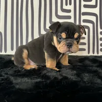 Male, Black Tri, a male English Bulldog for sale in Houston, TX – 1 of 8