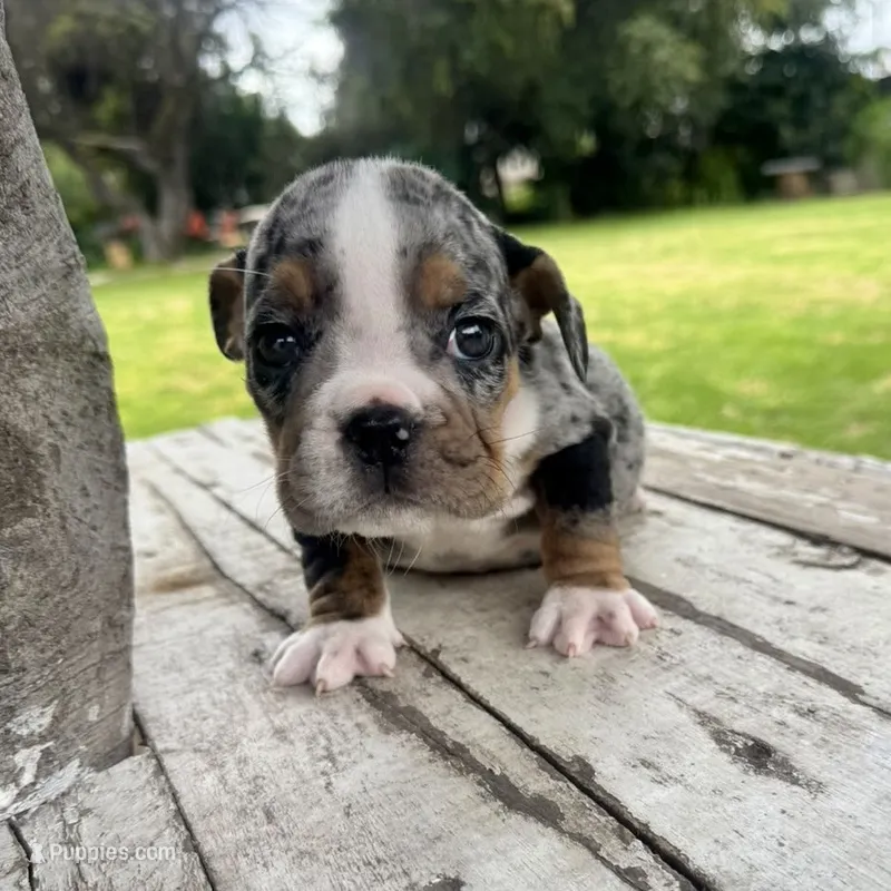 Female, Black Tri Merle – English Bulldog puppy for sale in Houston, TX