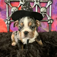 Female, Black Tri Merle , a female English Bulldog for sale in Houston, TX – 3 of 6