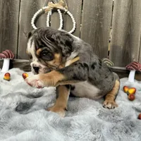 Male, Black Tri Merle, a male English Bulldog for sale in Houston, TX – 5 of 7