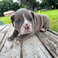 Female , Lilac tri, a female English Bulldog for sale in Houston, TX – 1 of 6