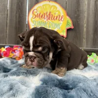 Male, Choco tri, a male English Bulldog for sale in Houston, TX – 2 of 7
