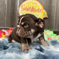 Male, Choco Tri, a male English Bulldog for sale in Houston, TX – 6 of 8