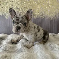 Male, Lilac Merle, a male French Bulldog for sale in Houston, TX – Photo 4 of 6