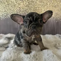 Male, Black Tri Merle, a male French Bulldog for sale in Houston, TX – Photo 2 of 5