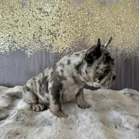 Male, Lilac Merle, a male French Bulldog for sale in Houston, TX – Photo 5 of 6