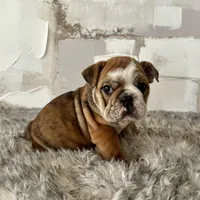 Female, Brindle, a female English Bulldog for sale in Houston, TX – Photo 6 of 9