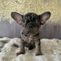 Male, Black Tri Merle, a male French Bulldog for sale in Houston, TX – Photo 3 of 5