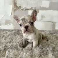 Male, Lilac Merle, a female French Bulldog for sale in Houston, TX – Photo 5 of 5