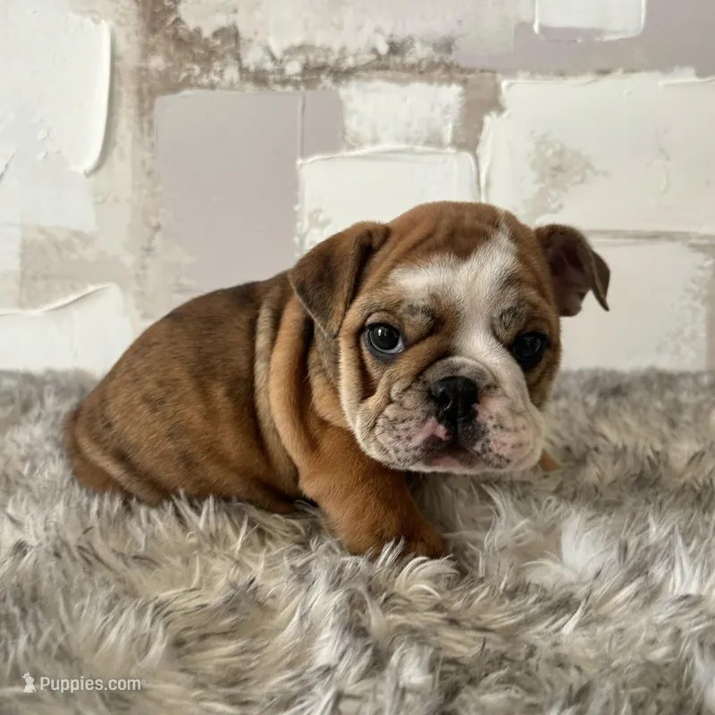 Female, Brindle – English Bulldog puppy for sale in Houston, TX