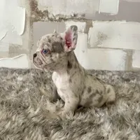 Male, Lilac Merle, a female French Bulldog for sale in Houston, TX – Photo 2 of 5
