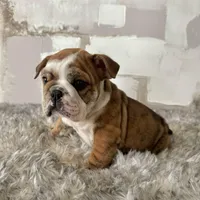 Female, Brindle, a female English Bulldog for sale in Houston, TX – Photo 3 of 9