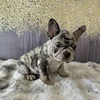 Male, Lilac Merle, a male French Bulldog for sale in Houston, TX – Photo 6 of 6