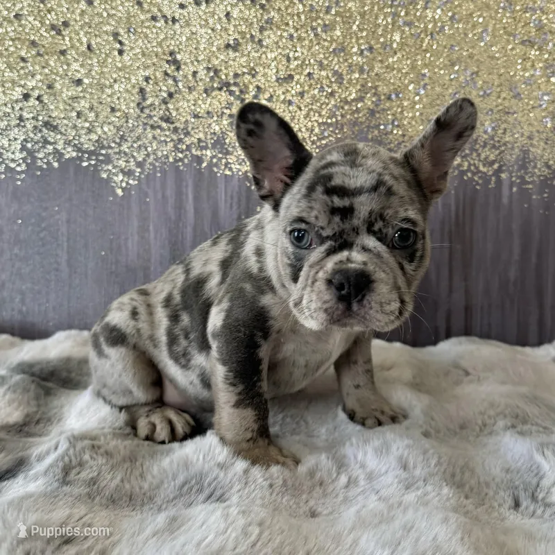 Male, Lilac Merle – French Bulldog puppy for sale in Houston, TX