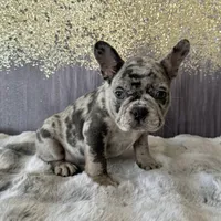 Male, Lilac Merle, a male French Bulldog for sale in Houston, TX – Photo 1 of 6