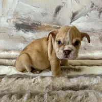 Male, Fawn and White, a male English Bulldog for sale in Houston, TX – Photo 1 of 6