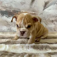 Male, Fawn and White, a male English Bulldog for sale in Houston, TX – Photo 6 of 6