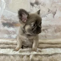 Male, Fluffy Lilac and Tan, a male French Bulldog for sale in Houston, TX – Photo 5 of 7
