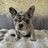 Male, Lilac Merle, a male French Bulldog for sale in Houston, TX – Photo 2 of 6