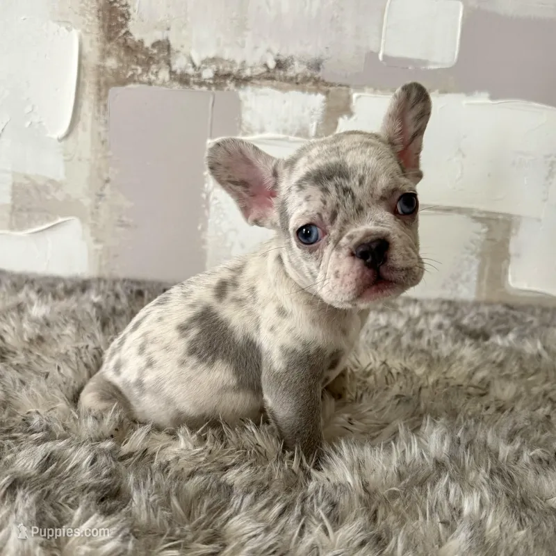 Male, Lilac Merle – French Bulldog puppy for sale in Houston, TX