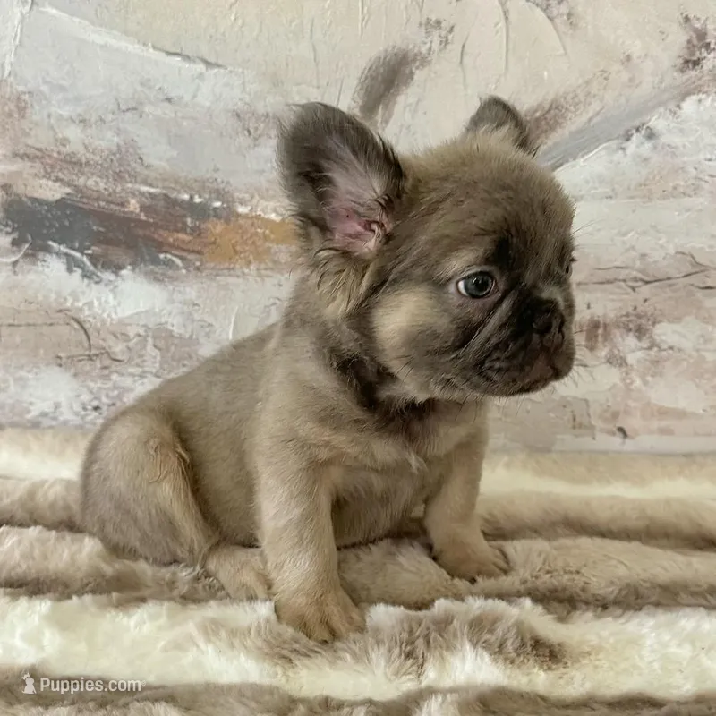 Male, Fluffy Lilac and Tan – French Bulldog puppy for sale in Houston, TX