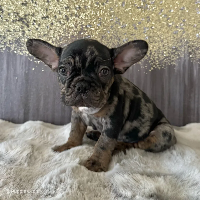 Male, Black Tri Merle – French Bulldog puppy for sale in Houston, TX