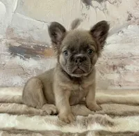 Male, Fluffy Lilac and Tan, a male French Bulldog for sale in Houston, TX – Photo 2 of 7