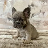 Male, Fluffy Lilac and Tan, a male French Bulldog for sale in Houston, TX – Photo 4 of 7