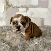 Female, Brindle, a female English Bulldog for sale in Houston, TX – Photo 7 of 9