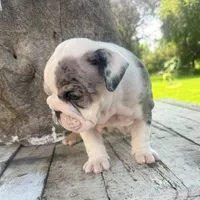Female, Black  Merle, a female English Bulldog for sale in Houston, TX – 5 of 6