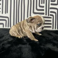 Male, Brindle, a male English Bulldog for sale in Houston, TX – 3 of 9