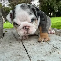 Female, Blue Tri Merle, a female English Bulldog for sale in Houston, TX – 3 of 6