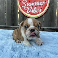 Male, Lilac and White, a male English Bulldog for sale in Houston, TX – 5 of 7