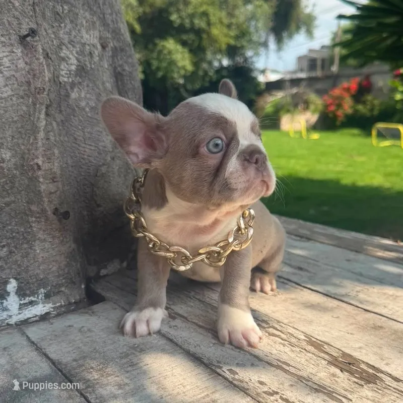 Male, Lilac and White – French Bulldog puppy for sale in Houston, TX