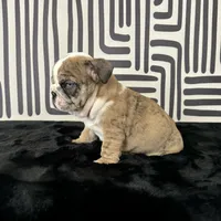 Male, Brindle, a male English Bulldog for sale in Houston, TX – 7 of 9