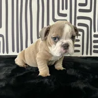 Male, Lilac Tri, a male English Bulldog for sale in Houston, TX – 1 of 8