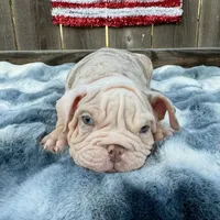 Male, Velvet, a male English Bulldog for sale in Houston, TX – 6 of 9