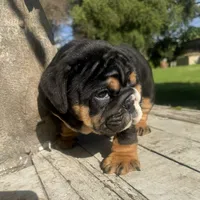 Male, Black Tri , a male English Bulldog for sale in Houston, TX – 3 of 9