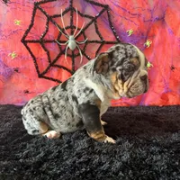 Female, Black Tri Merle, a female English Bulldog for sale in Houston, TX – 5 of 5
