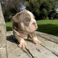 Male, Lilac Tri, a male English Bulldog for sale in Houston, TX – 2 of 6