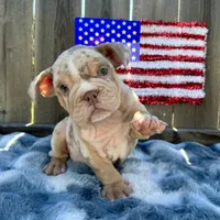 Female, Lilac Tri Merle, a female English Bulldog for sale in Houston, TX – 7 of 8