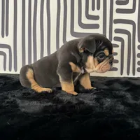 Male, Black Tri, a male English Bulldog for sale in Houston, TX – 3 of 8