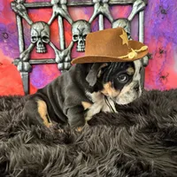 Male, Black Tri, a male English Bulldog for sale in Houston, TX – 2 of 7