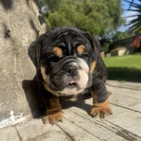 Male, Black Tri , a male English Bulldog for sale in Houston, TX – 2 of 9